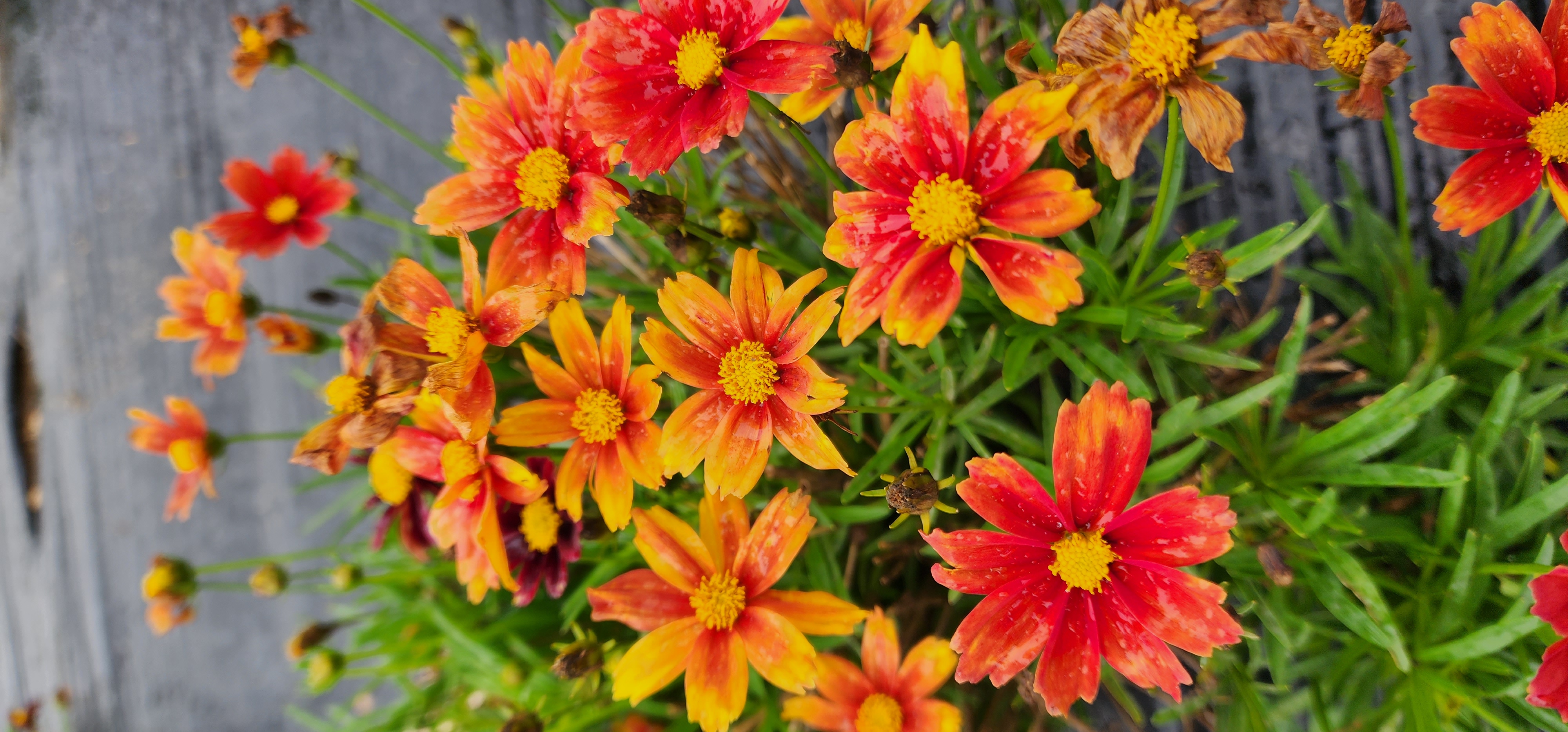 Coreopsis ‘Hwangbihong’